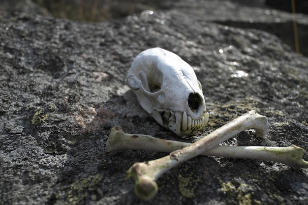 Foto schedel en gekruiste botten op een steen