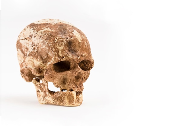 schedel van prehistorische man Schedel van homo sapiens geïsoleerd op een witte achtergrond met ruimte voor tekst