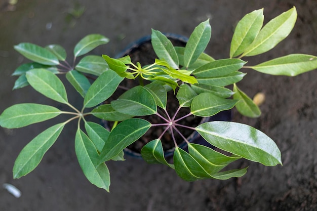 Schefflera actinophylla スターリーフ アンブレラ ツリー