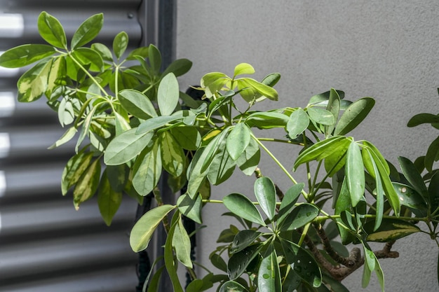 Schefflera arboricola는 유리와 금속 벽이 있는 테라스에 나뭇잎