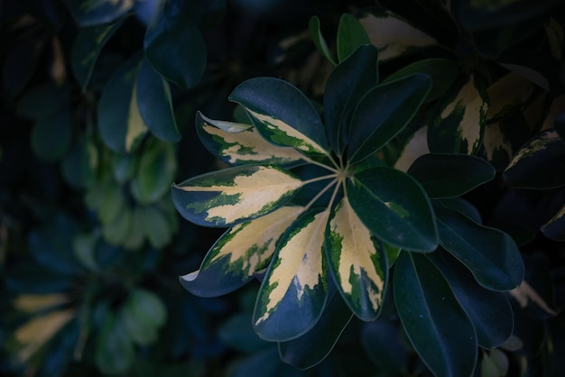 Schefflera 배경 희끄무레한 노란색 패턴의 변색된 잎 우산 나무 또는 문어 나무 근접 촬영 Schefflera actinophylla의 무성한 단풍 아열대 및 열대 식물 차가운 빛