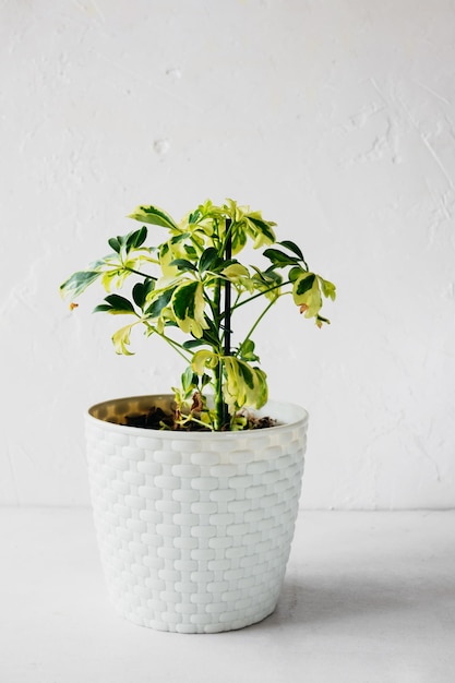 Schefflera in witte wicker pot op witte achtergrond onpretentieuze populaire huisplanten verticaal