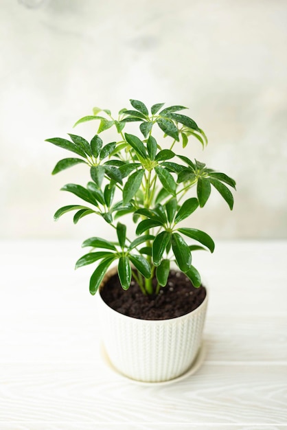 Schefflera plant in een witte pot op een tafelblad uitzicht