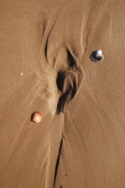 Schelp- en strandzand