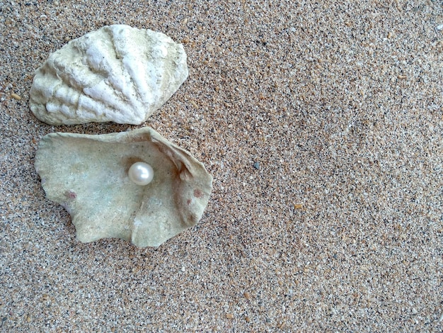 Schelp met een parel schelpen en parels in het zand