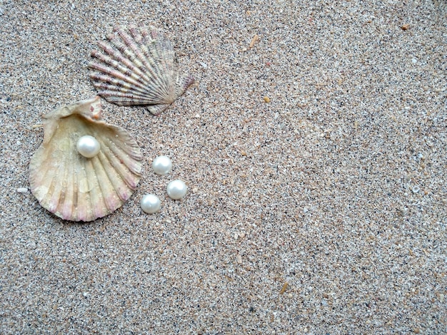 Schelp met een parel Schelpen en parels in het zand