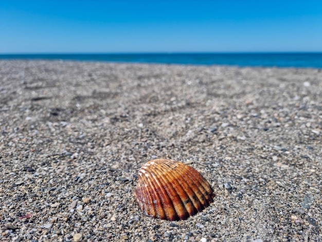 schelp van een mossel in het zand op het strand