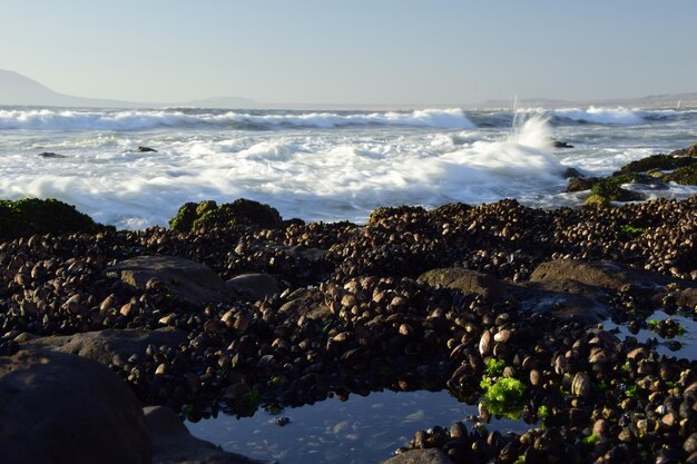 Schelpdieren op rotsen aan de oceaankust Antofagasta Chili