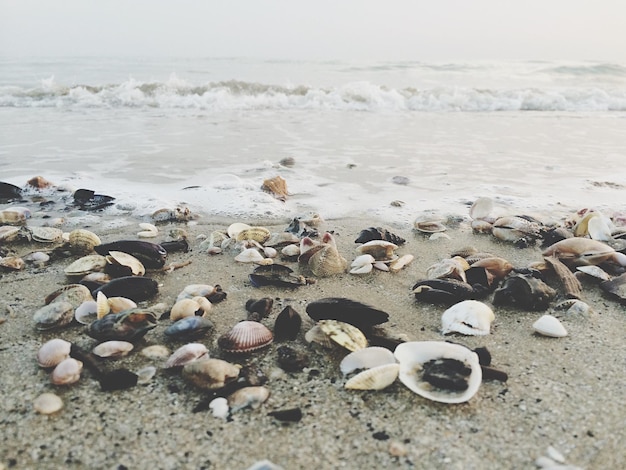 Schelpen en mosselen aan wal op het strand