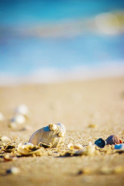 Schelpen en zeesterren op de zee. zomer foto.