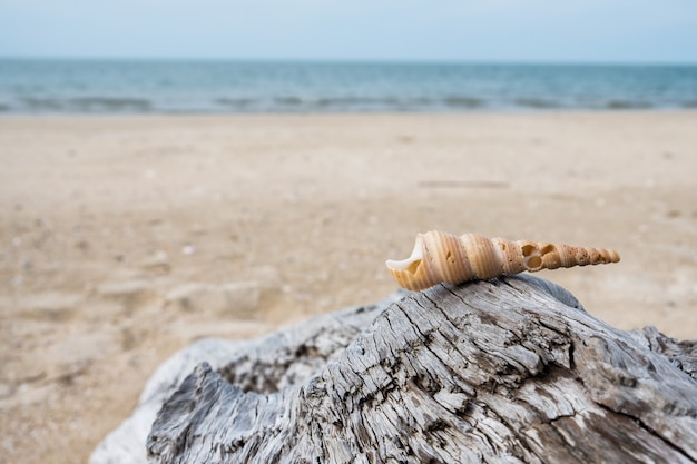 Schelpen geplaatst op hout aan zee