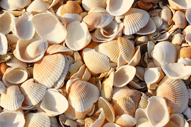 Foto schelpen helften blad van schelpen in bulk op het strand. volledige scherptediepte.