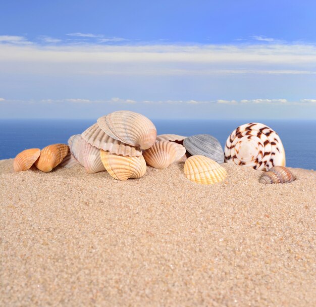 Schelpen in een strandzand tegen de achtergrond van de zee