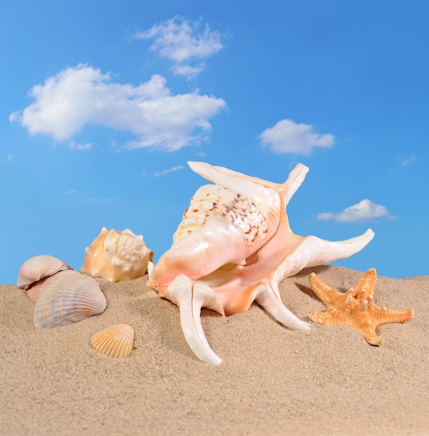 Schelpen in een strandzand tegen de blauwe lucht