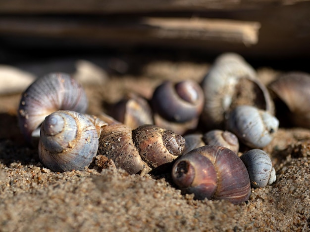 Schelpen in het zand op het strand