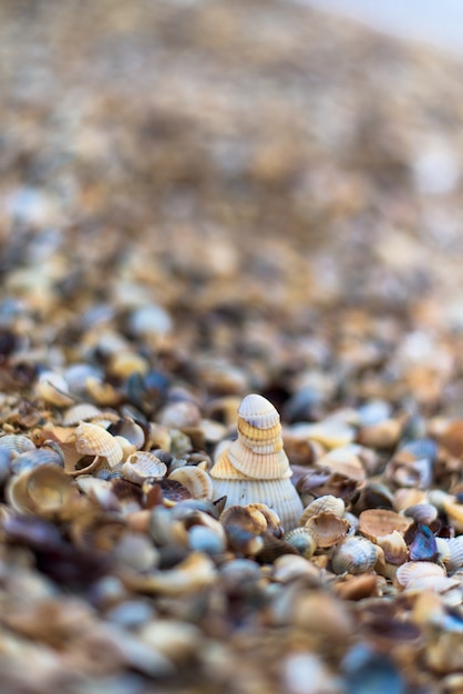 Schelpen op de kust, close-up