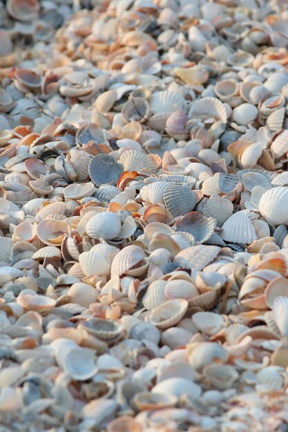 Schelpen op het strand azov zee zomer