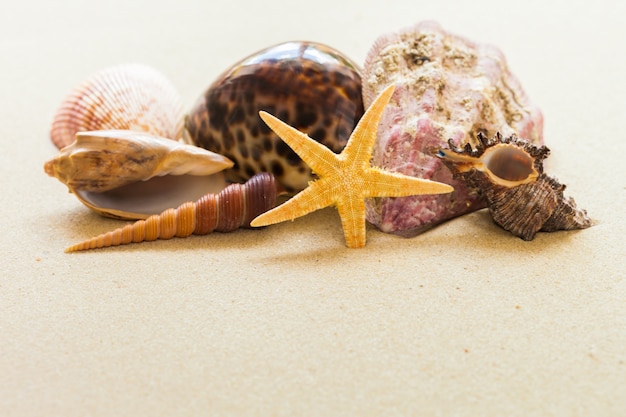 Schelpen op het strand zand