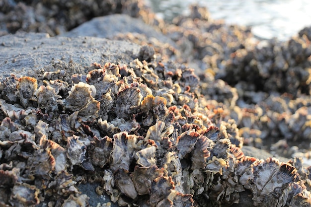 Schelpen op het strand