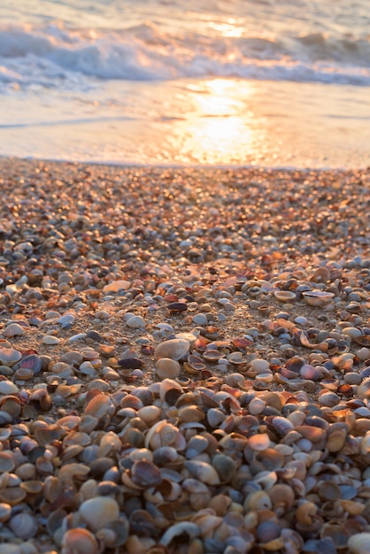 Schelpen op het strand.