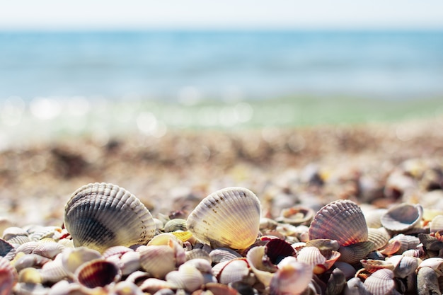 Schelpen op het strand