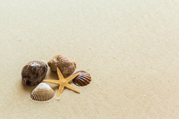 Schelpen op het strandzand