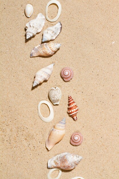 Schelpen op het zand in een bovenaanzicht met kopieerruimte