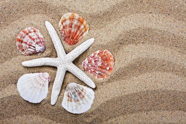 Schelpen op het zeezand