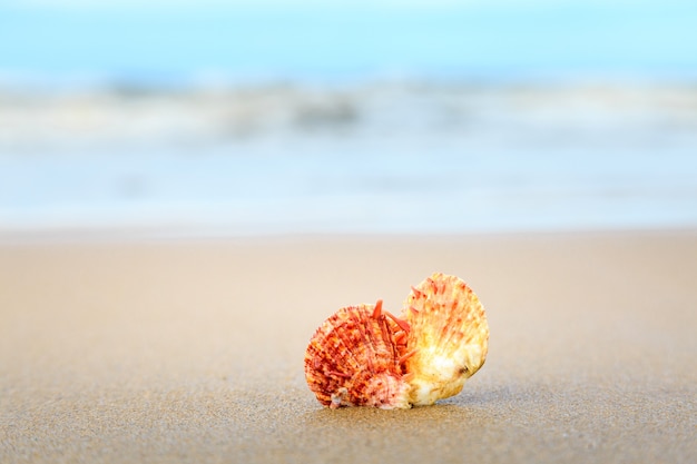 schelpen op tropisch strand met kopie ruimte voor tekst of product.