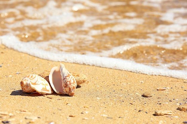 Schelpen op zand aan de kust Vakantieconcept