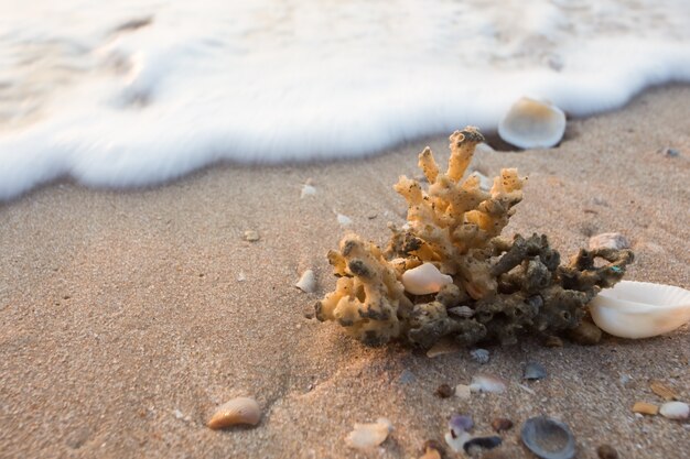 Schelpen op zandstrand