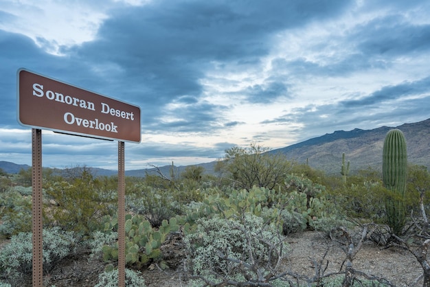 Schemering in Nationaal Park Saguaro Tucson