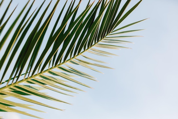 Scherp groen palmblad op blauwe achtergrond