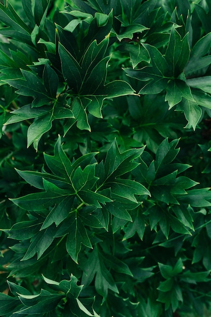 Scherpe scherpe struikbladeren van donkergroene kleur Zijaanzicht Planttextuur