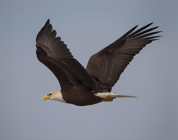 scherpe stijging van de adelaar