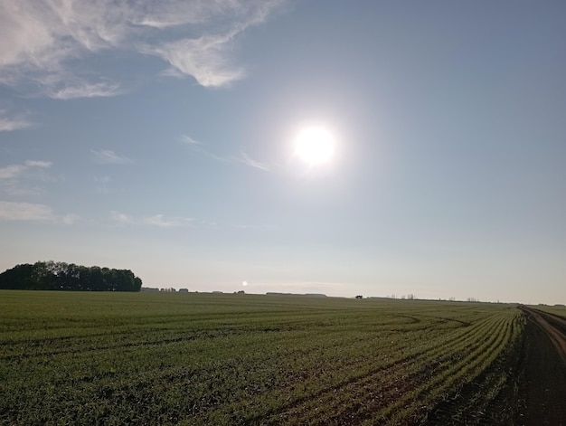 Scheuten in het tarweveld, toekomstige oogst.