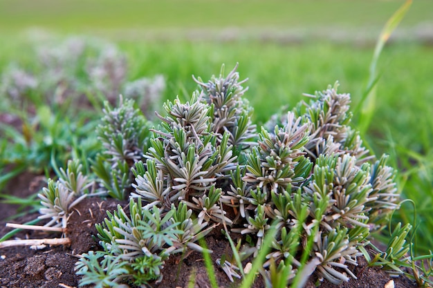 Scheuten van lavendel in het voorjaar