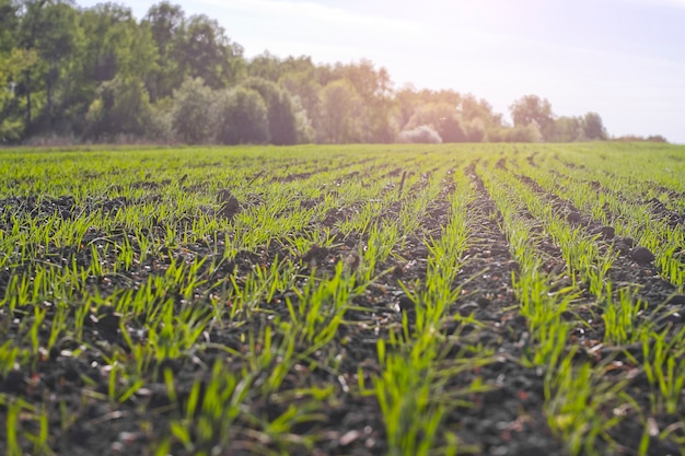 scheuten van tarwe in het veld