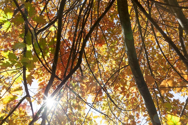 Schijnt door vergeeld donker eiken gebladerte in het herfstseizoen