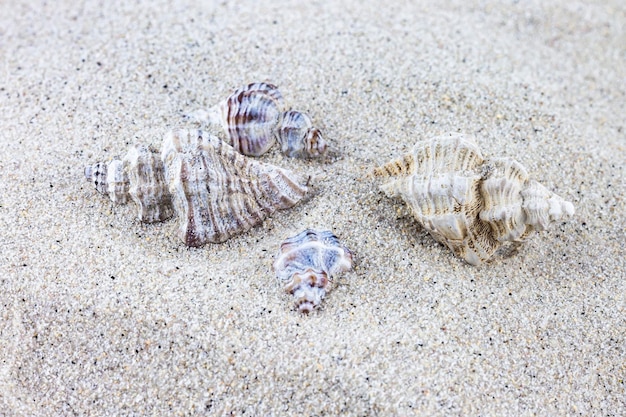 Schil van verschillende exemplaren van hexaplex trunculus in het zand