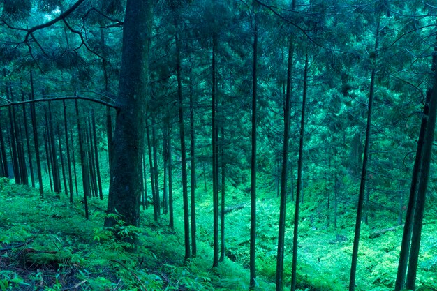 Schilderachtig bergbos in Japan tegen de schemering