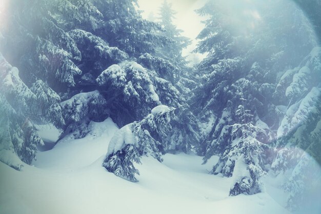 Schilderachtig besneeuwd bos in het winterseizoen. Goed voor Kerstmis achtergrond.