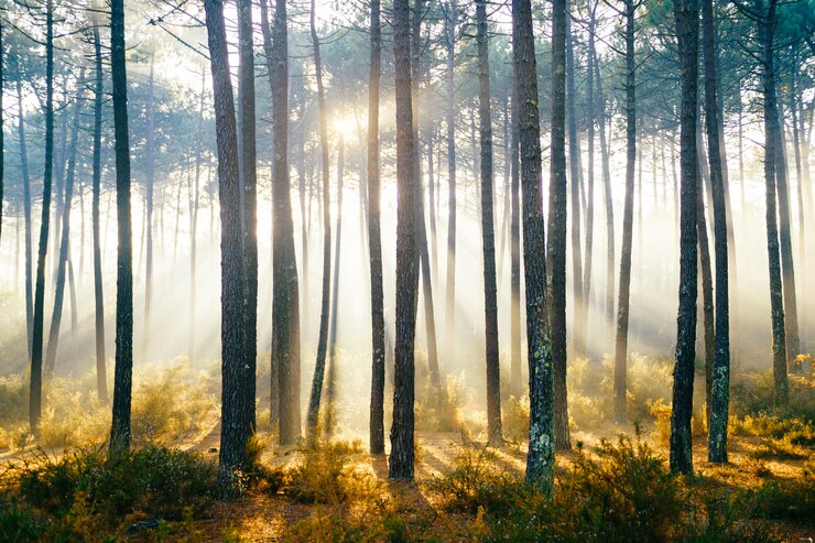 Foto schilderachtig bos met zonnestralen schijnt door bomen.