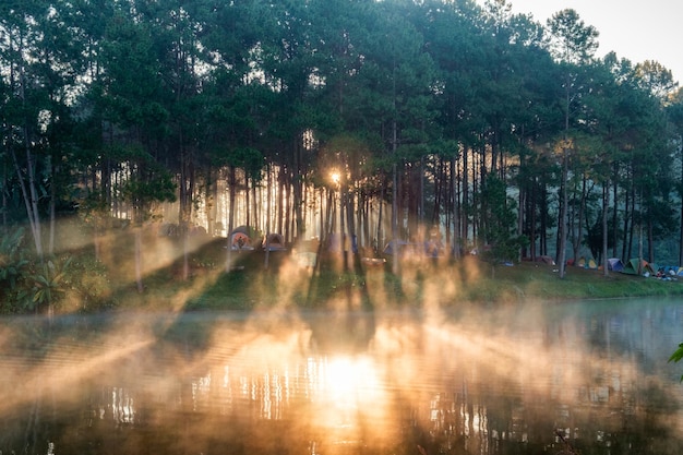 Schilderachtig dennenboslicht schijnt op reservoir bij pang oung