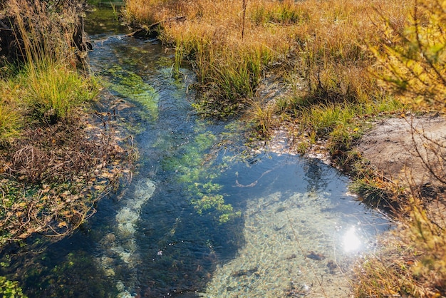 Schilderachtig herfstlandschap met helder water van bergbeek met groene planten en gele gevallen bladeren in gras. Onderwaterflora op de bodem van een prachtige bergkreek met transparant wateroppervlak.