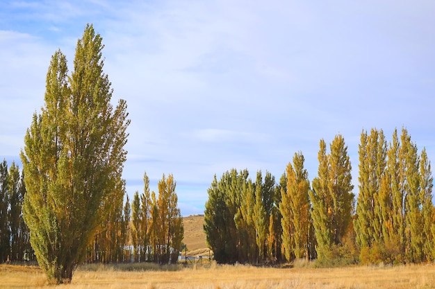 Schilderachtig herfstlandschap met rijen populieren in Patagonië, Argentinië, Zuid-Amerika