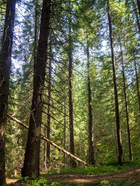 Schilderachtig landschap in het midden van houten naaldbos