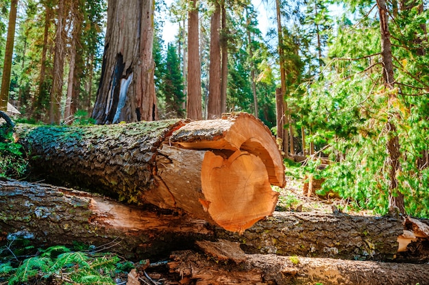 Schilderachtig landschap in Sequoia National Park USA