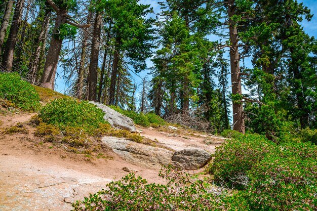 Schilderachtig landschap in Sequoia National Park USA