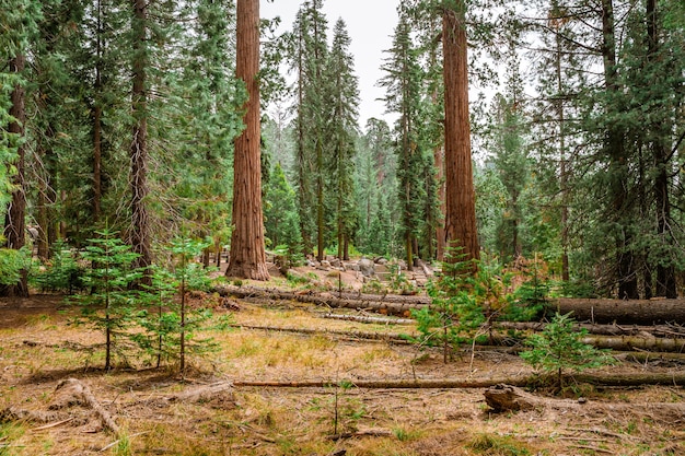 Schilderachtig landschap in Sequoia National Park USA